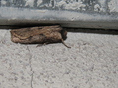 Agrotis malefida