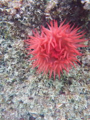 Actinia mediterranea