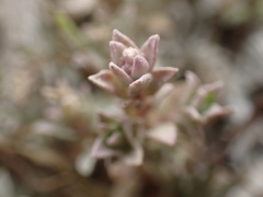 Extriplex californica