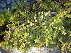 Veronica decumbens