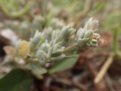 Extriplex californica