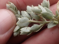 Extriplex californica