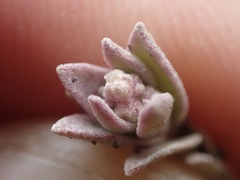 Extriplex californica