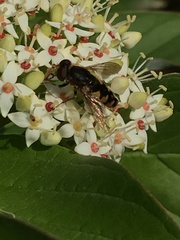 Parhelophilus rex