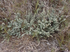 Extriplex californica