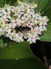 Parhelophilus rex