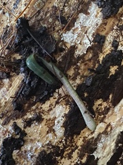 Aporrectodea smaragdina