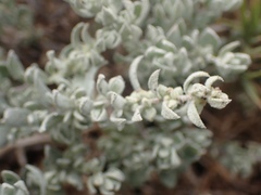 Extriplex californica