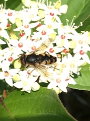 Parhelophilus rex