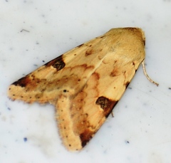 Heliothis peltigera