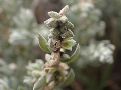 Extriplex californica