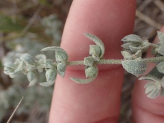 Extriplex californica