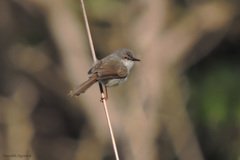 Prinia hodgsonii