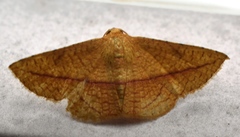 Striglina