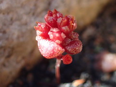 Crassula umbellata
