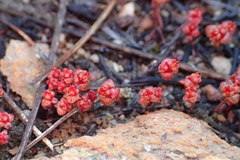 Crassula umbellata