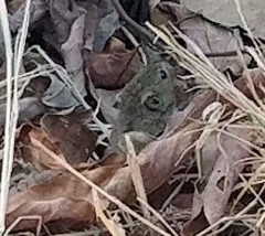 Nothocricetulus migratorius