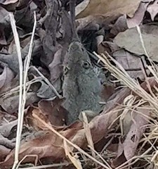 Nothocricetulus migratorius