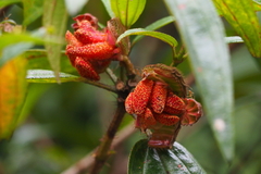 Melastoma sanguineum