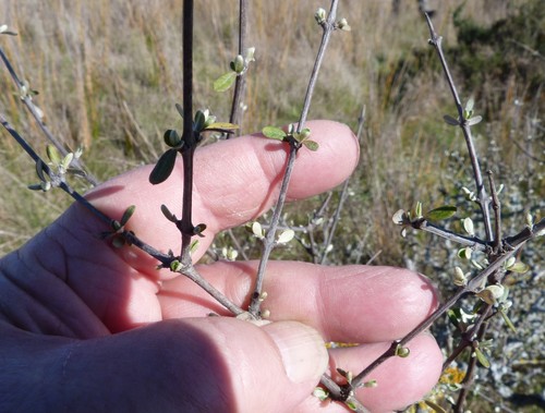 Image of Olearia adenocarpa by (c) Colin Meurk, some rights reserved (CC BY-SA)