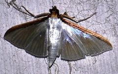 Cydalima laticostalis