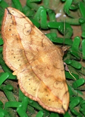 Anticarsia irrorata