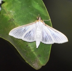 Cydalima laticostalis