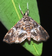 Paracymoriza vagalis