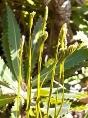 Schizaea