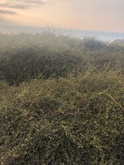 Muehlenbeckia complexa