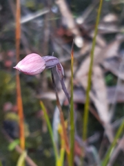 Thelymitra rubra