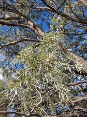 Acacia pendula