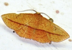 Striglina