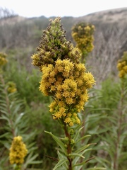 Solidago confinis