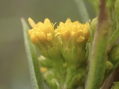 Solidago confinis