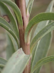 Solidago confinis