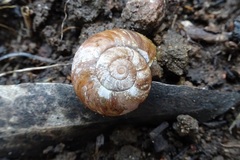 Austrorhytida glaciamans