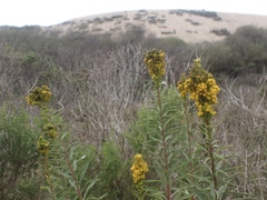 Solidago confinis