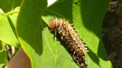 Battus polydamas