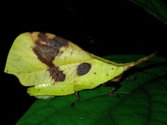 Systella borneensis