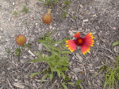 Gaillardia × grandiflora