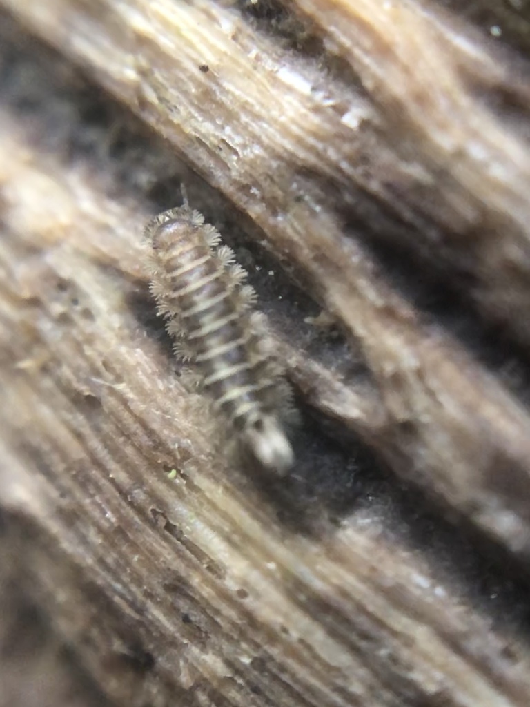 Polyxenus pugetensis