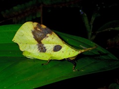 Systella borneensis