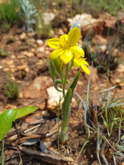 Hypoxis rigidula rigidula