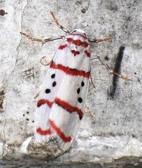 Cyana linatula