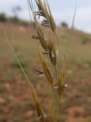 Tristachya biseriata
