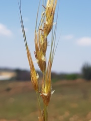 Tristachya biseriata