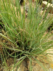 Tristachya biseriata