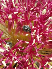 Oxythyrea testaceoguttata