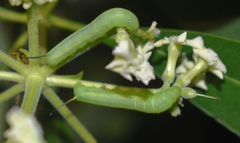 Daphnis nerii